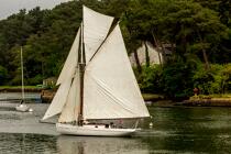© Philip Plisson / Plisson La Trinité / AA38469 La semaine du Golfe 2015 - Photo Galleries - Traditional sailing