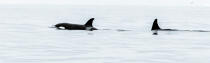 © Philip Plisson / Plisson La Trinité / AA38588 Orques sur la côte ouest du Groenland - Nos reportages photos - Vue non aérienne