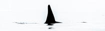 © Philip Plisson / Plisson La Trinité / AA38589 Orques sur la côte ouest du Groenland - Nos reportages photos - Vue non aérienne