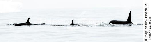 Orques sur la côte ouest du Groenland - © Philip Plisson / Plisson La Trinité / AA38590 - Nos reportages photos - Panoramique horizontal