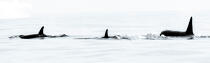 © Philip Plisson / Plisson La Trinité / AA38590 Orques sur la côte ouest du Groenland - Nos reportages photos - Vue non aérienne