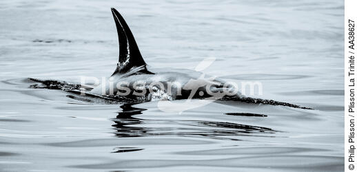 Orca on the west coast of Greenland - © Philip Plisson / Plisson La Trinité / AA38627 - Photo Galleries - Ground shot