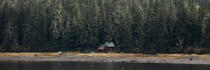 © Philip Plisson / Plisson La Trinité / AA39285 Alaska - Photo Galleries - Forest