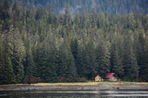 © Philip Plisson / Plisson La Trinité / AA39287 Alaska - Nos reportages photos - Forêt