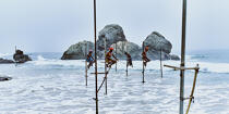 © Philip Plisson / Plisson La Trinité / AA39446 Fishermen on a stick in Sri Lanka - Photo Galleries - Color