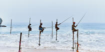 © Philip Plisson / Plisson La Trinité / AA39448 Fishermen on a stick in Sri Lanka - Photo Galleries - Job