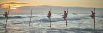 © Philip Plisson / Plisson La Trinité / AA39450 Pêcheurs sur échasse au Sri Lanka - Nos reportages photos - Panoramique horizontal