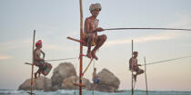 © Philip Plisson / Plisson La Trinité / AA39455 Fishermen on a stick in Sri Lanka - Photo Galleries - People