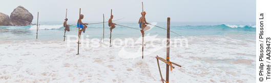 Fishermen on a stick in Sri Lanka - © Philip Plisson / Plisson La Trinité / AA39473 - Photo Galleries - Maritime activity