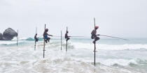 © Philip Plisson / Plisson La Trinité / AA39460 Fishermen on a stick in Sri Lanka - Photo Galleries - People