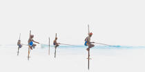 © Philip Plisson / Plisson La Trinité / AA39458 Fishermen on a stick in Sri Lanka - Photo Galleries - Philip Plisson