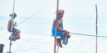 © Philip Plisson / Plisson La Trinité / AA39461 Fishermen on a stick in Sri Lanka - Photo Galleries - Philip Plisson