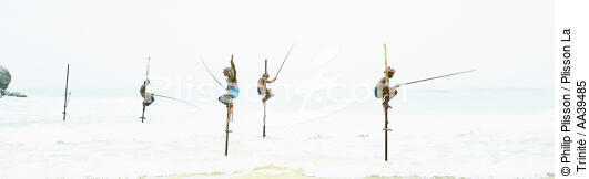 Fishermen on a stick in Sri Lanka - © Philip Plisson / Plisson La Trinité / AA39485 - Photo Galleries - Philip Plisson