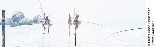 Pêcheurs sur échasse au Sri Lanka - © Philip Plisson / Plisson La Trinité / AA39487 - Nos reportages photos - Couleur