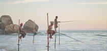© Philip Plisson / Plisson La Trinité / AA39456 Fishermen on a stick in Sri Lanka - Photo Galleries - People