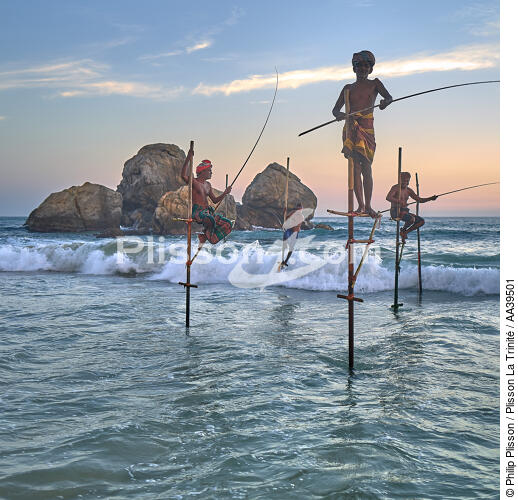 Fishermen on a stick in Sri Lanka - © Philip Plisson / Plisson La Trinité / AA39501 - Photo Galleries - Square format