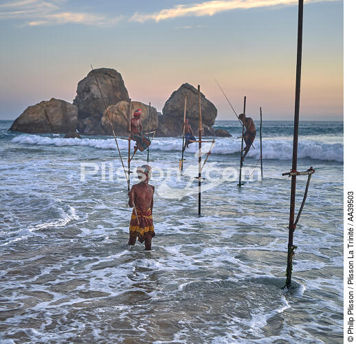 Fishermen on a stick in Sri Lanka - © Philip Plisson / Plisson La Trinité / AA39503 - Photo Galleries - Color