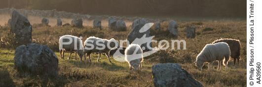 Sheep in the Carnac Alignments - © Philip Plisson / Plisson La Trinité / AA39560 - Photo Galleries - Standing stone