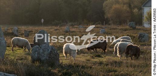 Moutons dans les Alignements de Carnac - © Philip Plisson / Plisson La Trinité / AA39563 - Nos reportages photos - Morbihan