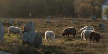 © Philip Plisson / Plisson La Trinité / AA39563 Moutons dans les Alignements de Carnac - Nos reportages photos - Bretagne
