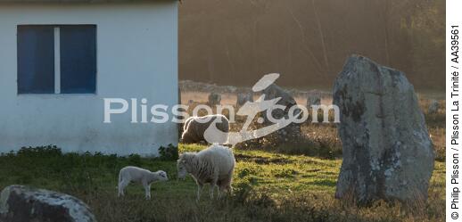 Moutons dans les Alignements de Carnac - © Philip Plisson / Plisson La Trinité / AA39561 - Nos reportages photos - Bretagne