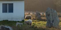 © Philip Plisson / Plisson La Trinité / AA39561 Sheep in the Carnac Alignments - Photo Galleries - Brittany