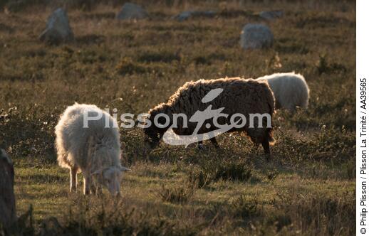 Moutons dans les Alignements de Carnac - © Philip Plisson / Plisson La Trinité / AA39565 - Nos reportages photos - Construction