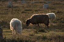 © Philip Plisson / Plisson La Trinité / AA39565 Sheep in the Carnac Alignments - Photo Galleries - Morbihan