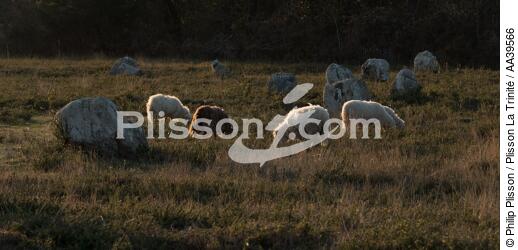 Moutons dans les Alignements de Carnac - © Philip Plisson / Plisson La Trinité / AA39566 - Nos reportages photos - Faune