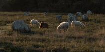 © Philip Plisson / Plisson La Trinité / AA39566 Sheep in the Carnac Alignments - Photo Galleries - Morbihan