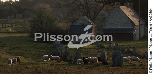 Moutons dans les Alignements de Carnac - © Philip Plisson / Plisson La Trinité / AA39564 - Nos reportages photos - Mammifère