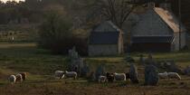 © Philip Plisson / Plisson La Trinité / AA39564 Sheep in the Carnac Alignments - Photo Galleries - Morbihan