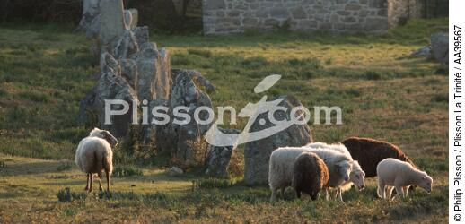 Moutons dans les Alignements de Carnac - © Philip Plisson / Plisson La Trinité / AA39567 - Nos reportages photos - Construction
