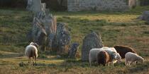 © Philip Plisson / Plisson La Trinité / AA39567 Sheep in the Carnac Alignments - Photo Galleries - Philip Plisson