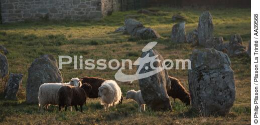 Moutons dans les Alignements de Carnac - © Philip Plisson / Plisson La Trinité / AA39568 - Nos reportages photos - Carnac