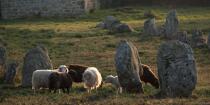 © Philip Plisson / Plisson La Trinité / AA39568 Sheep in the Carnac Alignments - Photo Galleries - Morbihan