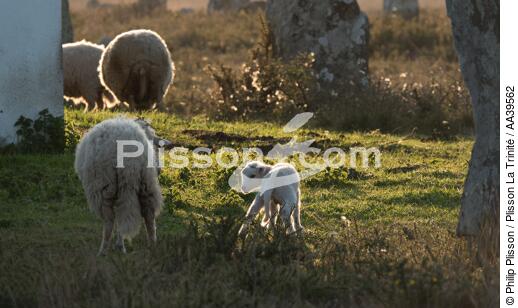 Moutons dans les Alignements de Carnac - © Philip Plisson / Plisson La Trinité / AA39562 - Nos reportages photos - Ville [56]