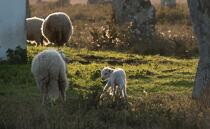 © Philip Plisson / Plisson La Trinité / AA39562 Sheep in the Carnac Alignments - Photo Galleries - Morbihan