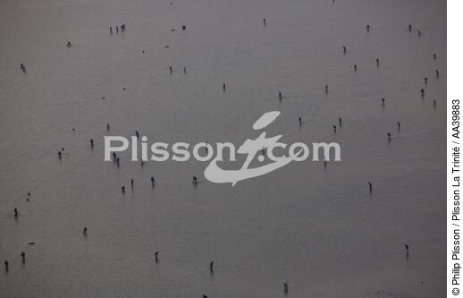 Pêche à pieds en Bretagne - © Philip Plisson / Plisson La Trinité / AA39883 - Nos reportages photos - Vue aérienne