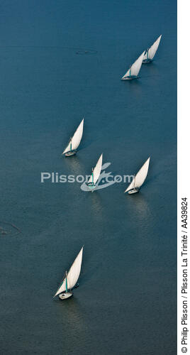 On the Burullus lake - Egypt - © Philip Plisson / Plisson La Trinité / AA39824 - Photo Galleries - Foreign country