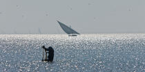 Sur le lac Burullus - Egypte © Philip Plisson / Plisson La Trinité / AA39842 - Nos reportages photos - Auteur