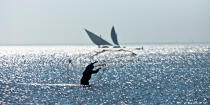 Sur le lac Burullus - Egypte © Philip Plisson / Plisson La Trinité / AA39843 - Nos reportages photos - Auteur