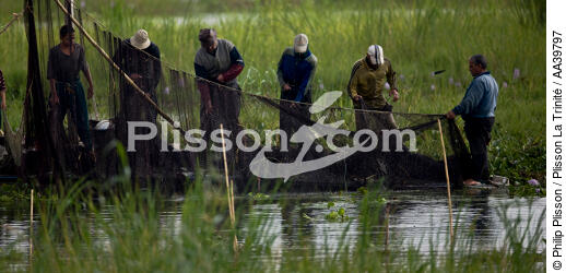 Sur le lac Manzala - Egypte - © Philip Plisson / Plisson La Trinité / AA39797 - Nos reportages photos - Pays étranger