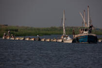 On the Manzala lake - Egypt © Philip Plisson / Plisson La Trinité / AA39777 - Photo Galleries - Philip Plisson