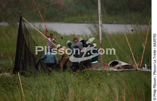 Sur le lac Manzala - Egypte - © Philip Plisson / Plisson La Trinité / AA39793 - Nos reportages photos - Mots clés