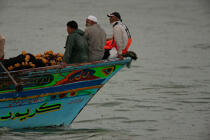 Pêche devant Alexandrie - Egypte © Philip Plisson / Plisson La Trinité / AA39807 - Nos reportages photos - Auteur