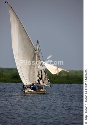 On the Manzala lake - Egypt - © Philip Plisson / Plisson La Trinité / AA39785 - Photo Galleries - Vertical