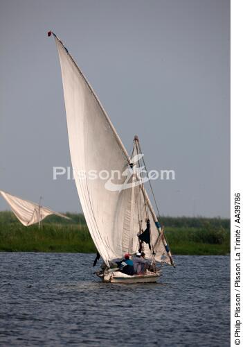 On the Manzala lake - Egypt - © Philip Plisson / Plisson La Trinité / AA39786 - Photo Galleries - Sailing boat