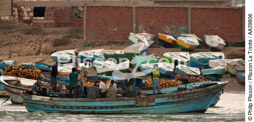 Fishing in front of Alexandria - Egypt - © Philip Plisson / Plisson La Trinité / AA39806 - Photo Galleries - Color