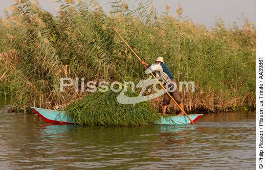 Sur le lac Manzala - Egypte - © Philip Plisson / Plisson La Trinité / AA39861 - Nos reportages photos - Philip Plisson